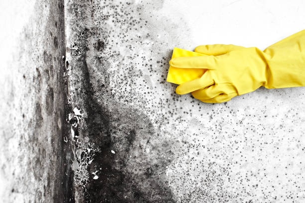 Best Black Mold Removal  in Granite Falls, NC
