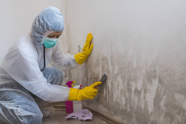 Professional Mold Removal in Granite Falls, NC
