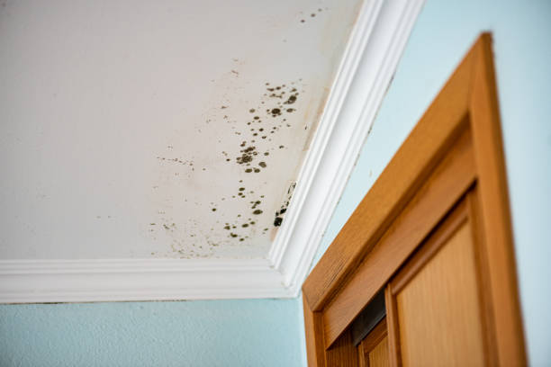 Best Water Damage Restoration  in Granite Falls, NC