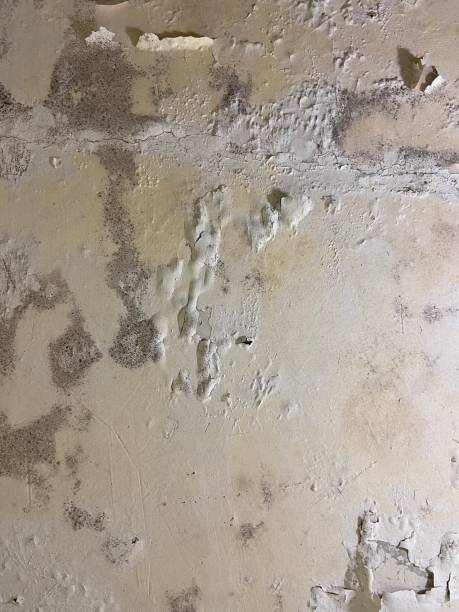 Best Mold Remediation  in Granite Falls, NC