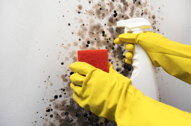 Best Office Mold Removal Services  in Granite Falls, NC