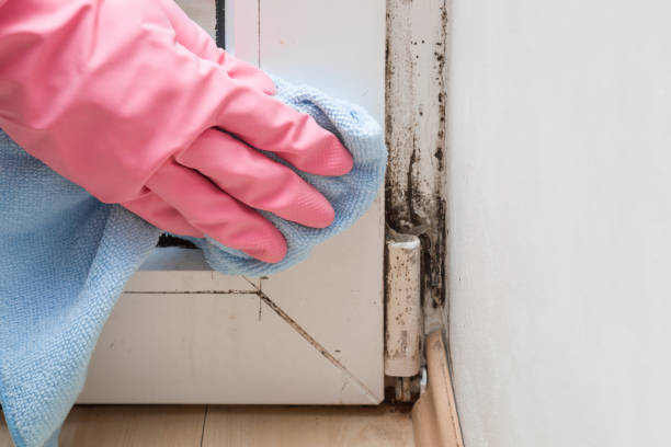 Best Mold Cleaning Services  in Granite Falls, NC