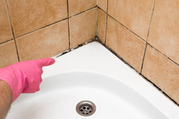 Best Local Mold Removal Service  in Granite Falls, NC